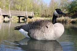 Kr&ouml;te im Maxipark